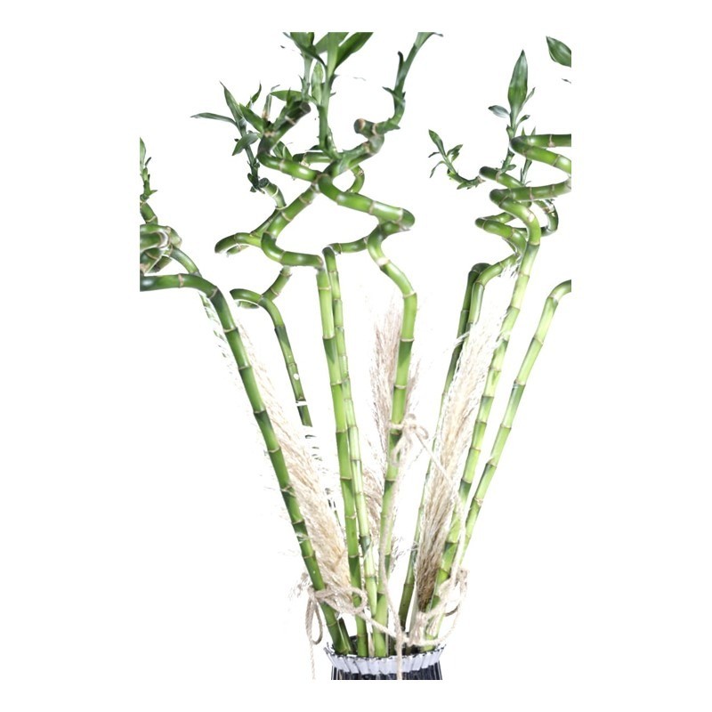 Lucky Bamboo