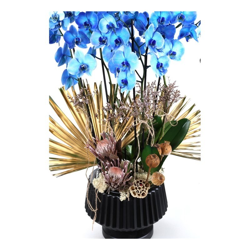Magic Blue Orchids