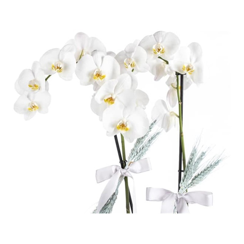 Premium Orchid Garden