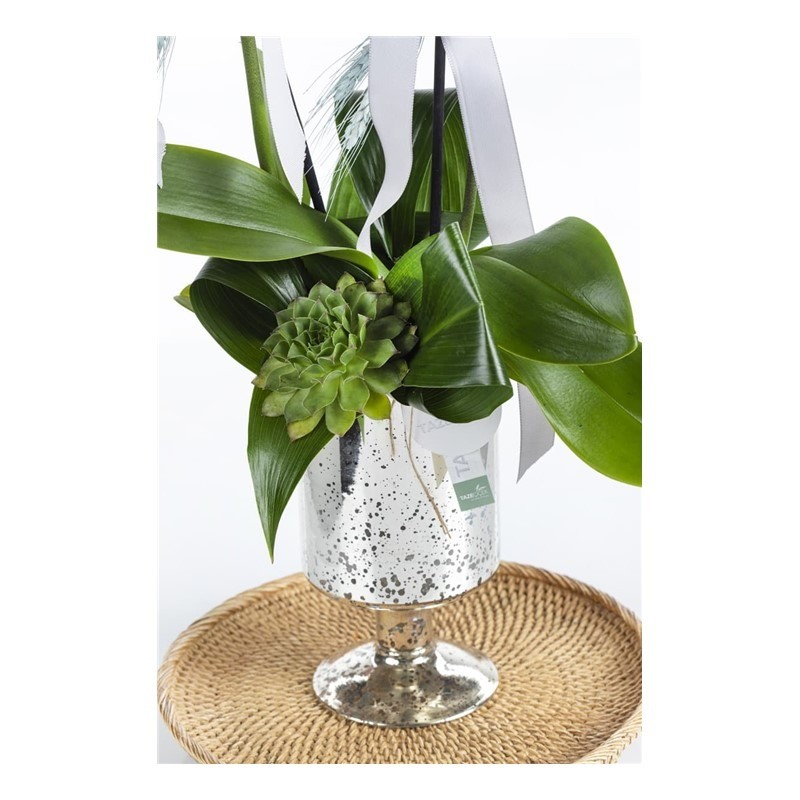 Premium Orchid Garden