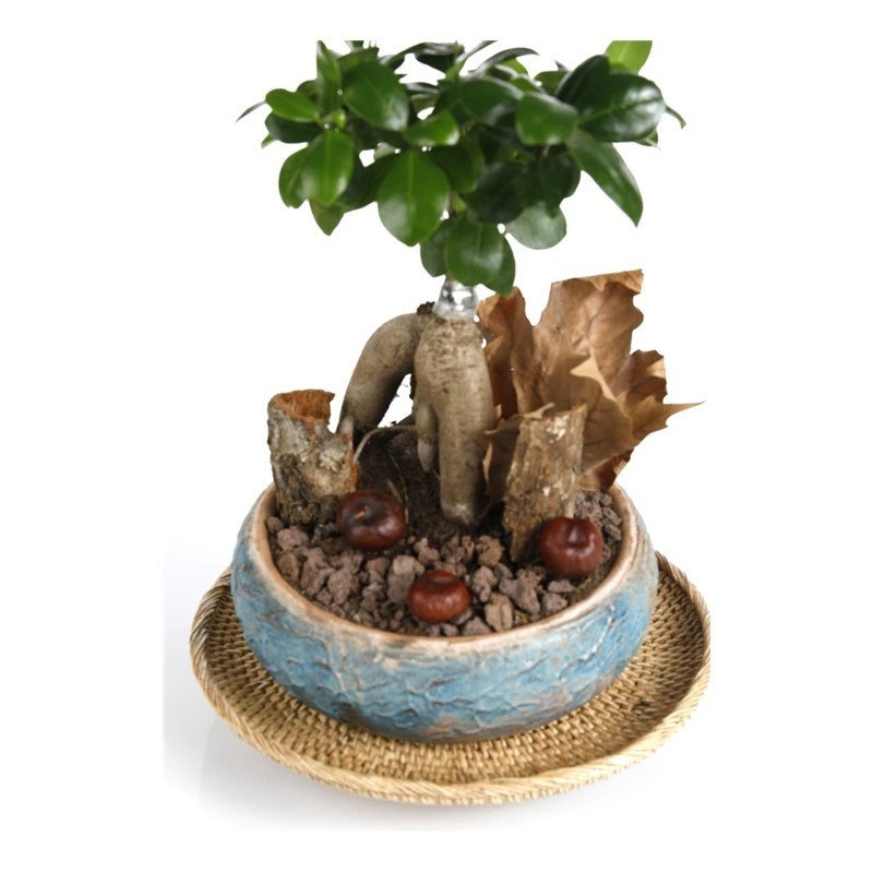 True Affection Bonsai