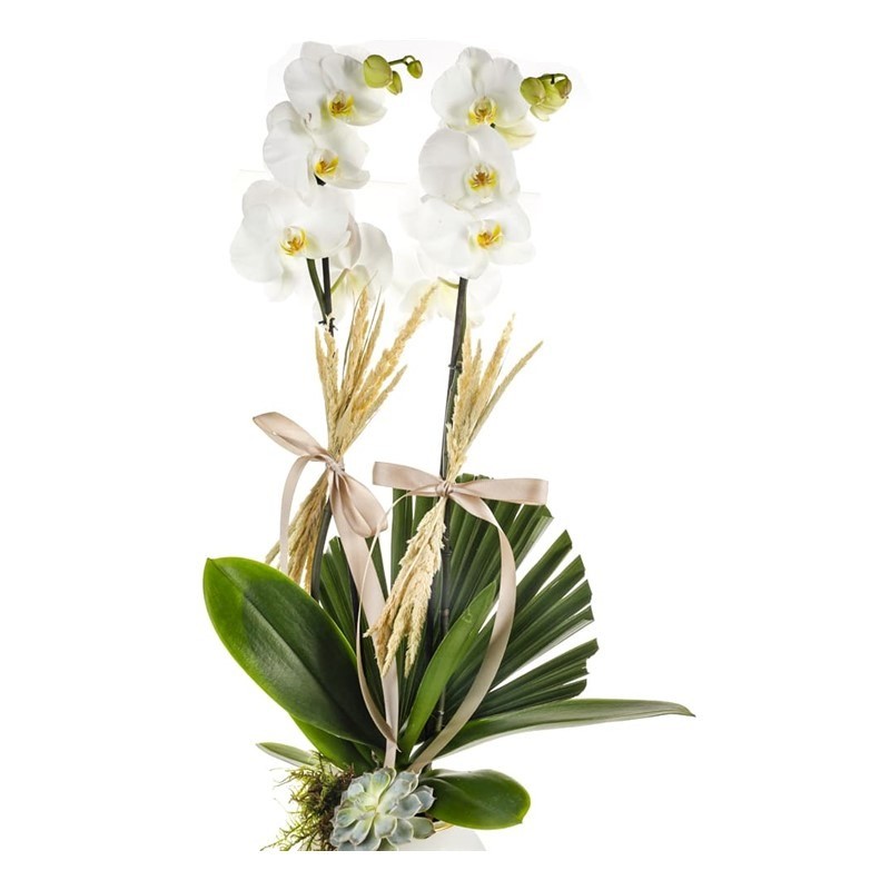 White Noble Orchid