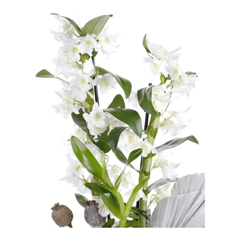 Bliss White Dendrobium Orchid