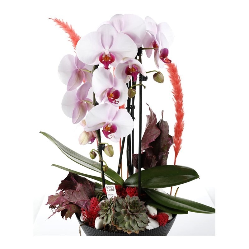 Deluxe Curling Orchid