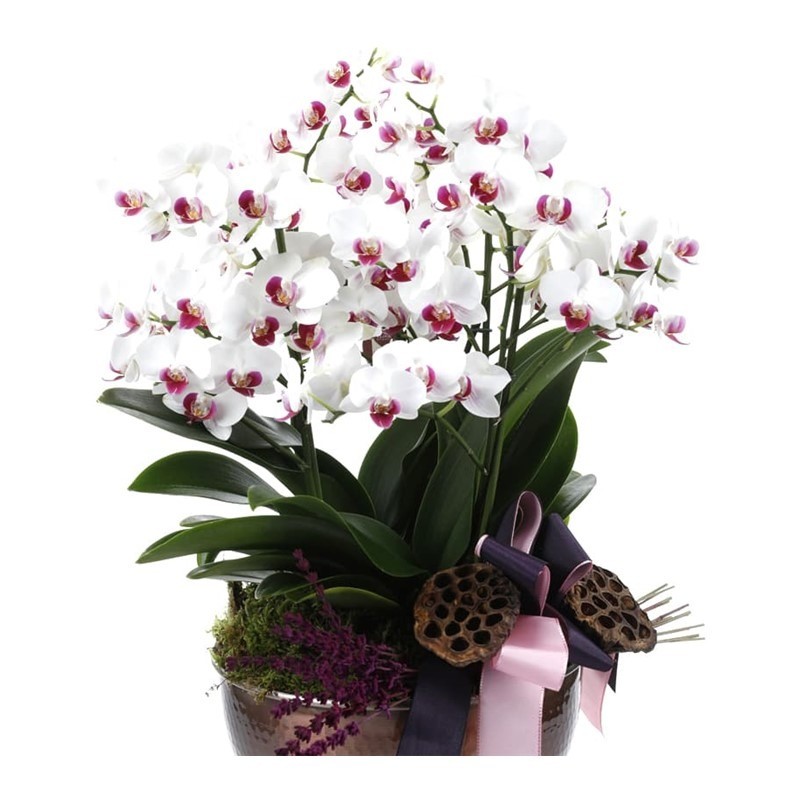 Deluxe Pink & White Orchid