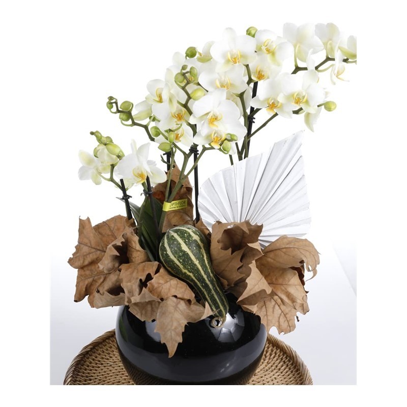 Premium Orchid Garden