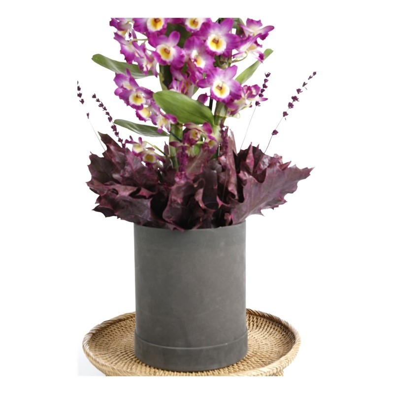 Masterful Watercolor Dendrobium