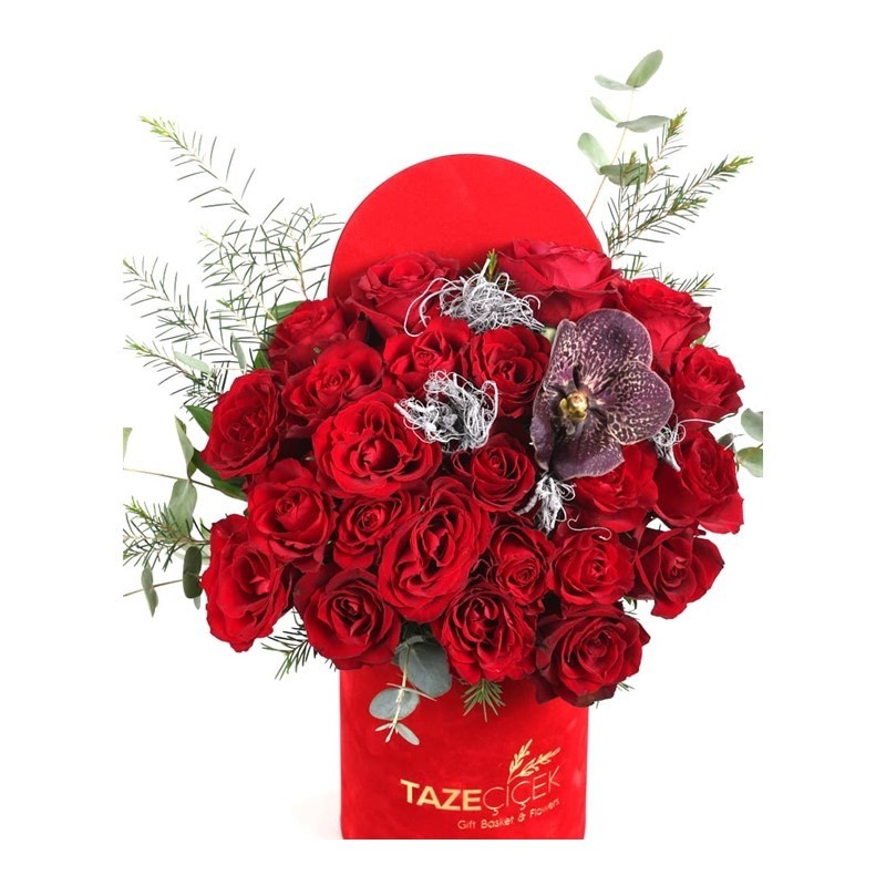 Vanda Of Red Rose